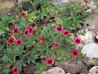 Potentilla thurberi (Scarlet cinquefoil)