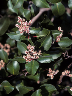 Rhus ovata (Sugar sumac)