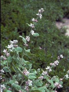 Ribes malvaceum (Chaparral currant)