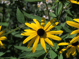 Rudbeckia subtomentosa (Sweet coneflower)