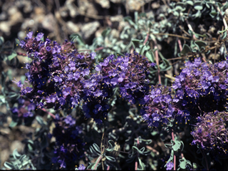 Salvia dorrii ssp. dorrii (Purple sage)