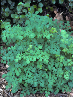 Thalictrum fendleri var. polycarpum (Fendler's meadow-rue)