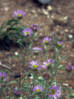 Townsendia eximia (Tall townsend daisy)