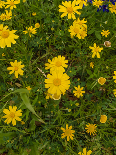 Tetraneuris linearifolia var. linearifolia (Fineleaf fournerved daisy)