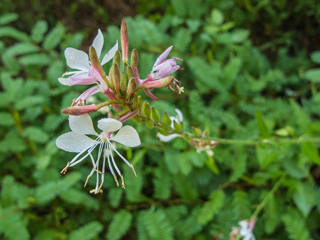 Oenothera gaura (Biennial beeblossom)