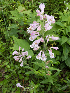 Penstemon australis (Eustis lake penstemon)