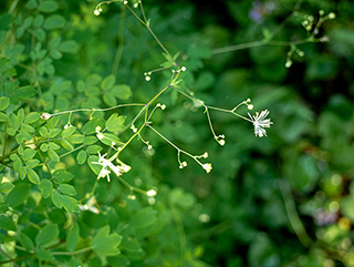 Thalictrum macrostylum (Piedmont meadow-rue)