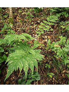 Dryopteris goldiana (Goldie's woodfern)