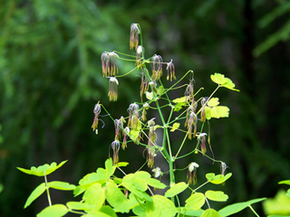 Thalictrum occidentale (Western meadow-rue)