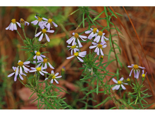 Ionactis linariifolius (Flaxleaf whitetop aster)