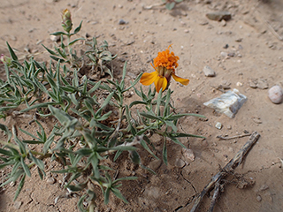 Zinnia anomala (Shortray zinnia)