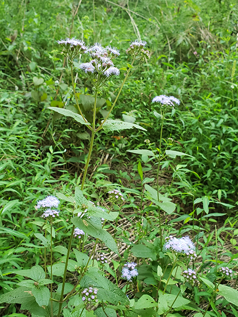 Conoclinium coelestinum (Blue mistflower) #87875