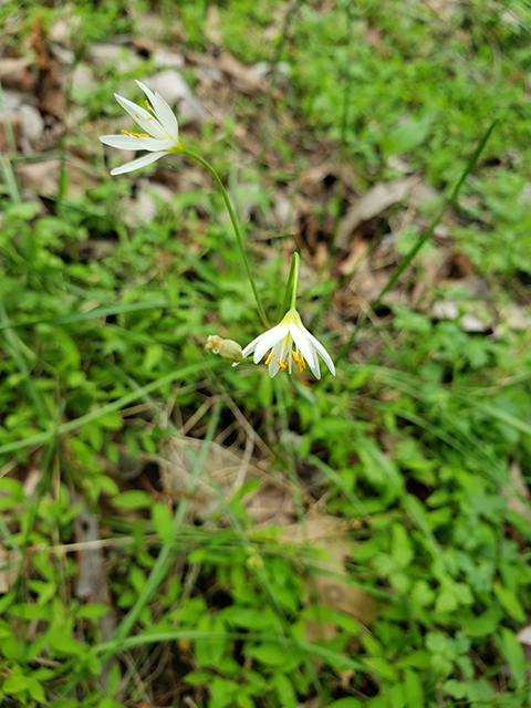 Nothoscordum bivalve (Crowpoison) #87946