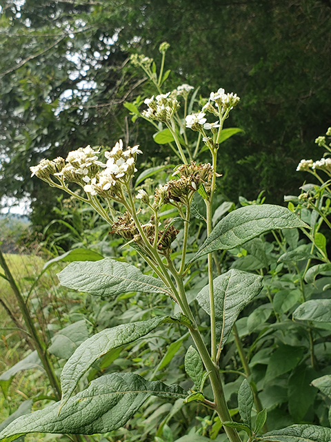 Verbesina virginica (Frostweed) #87985