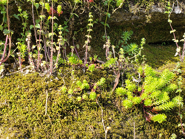 Sedum pulchellum (Widowscross) #89994