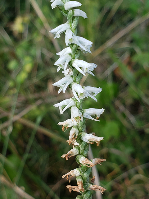 Spiranthes vernalis (Spring ladies'-tresses) #90035