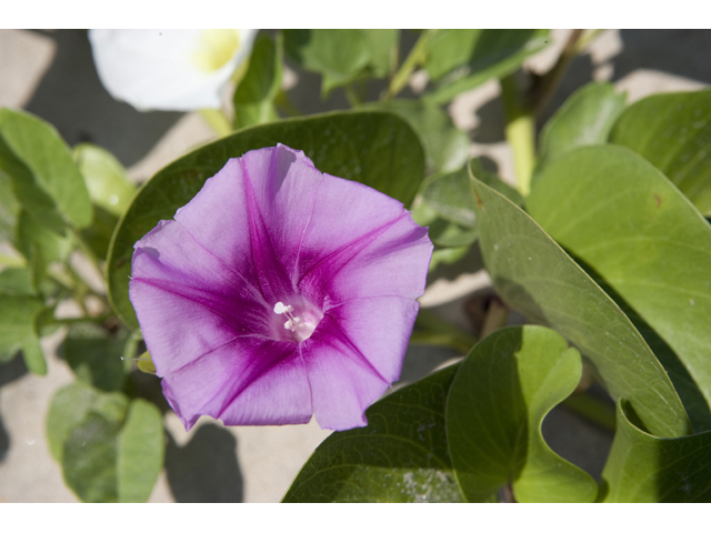 Ipomoea pes-caprae ssp. brasiliensis (Railroad vine) #47956