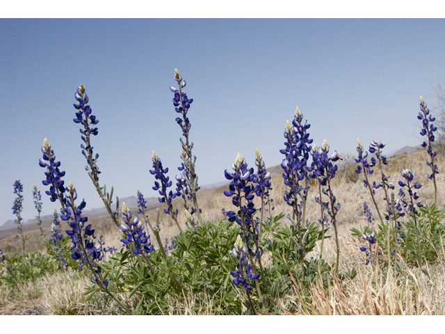 Lupinus havardii (Big bend bluebonnet) #48008