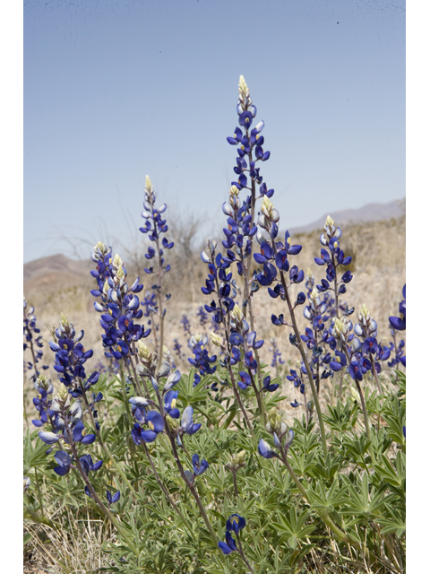 Lupinus havardii (Big bend bluebonnet) #48010