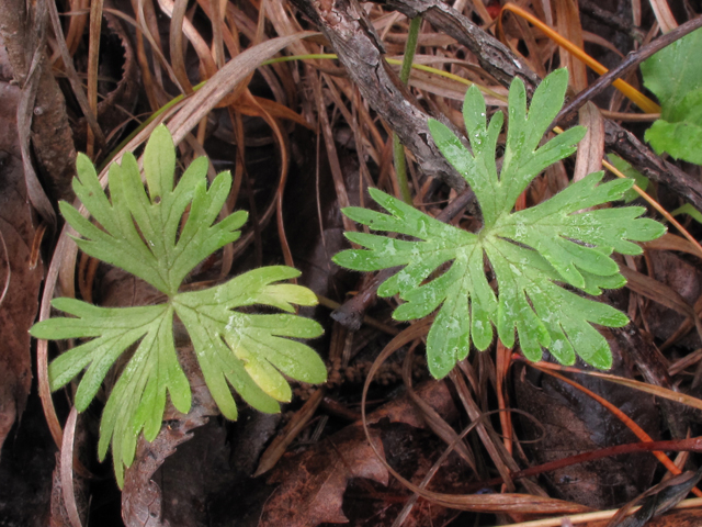 Delphinium alabamicum (Alabama larkspur) #38536