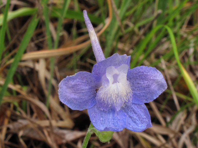 Delphinium alabamicum (Alabama larkspur) #38538