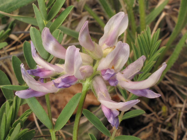 Astragalus bibullatus (Limestone glade milkvetch) #38542