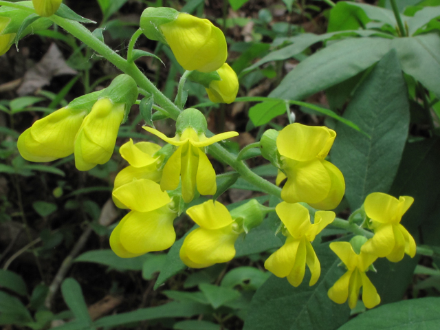 Thermopsis fraxinifolia (Ashleaf goldenbanner) #38597