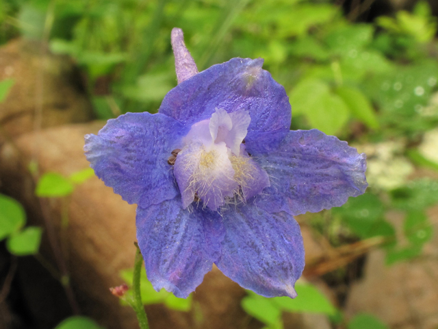 Delphinium alabamicum (Alabama larkspur) #38628