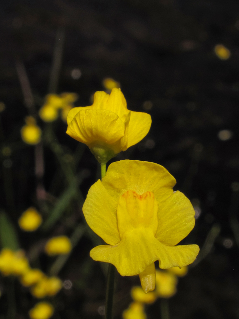 Utricularia striata (Striped bladderwort) #38635