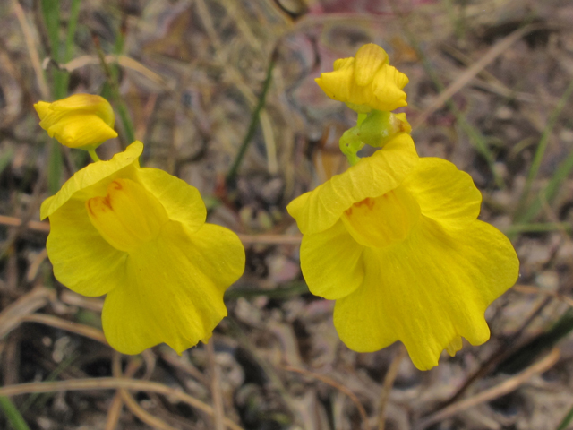 Utricularia striata (Striped bladderwort) #38639