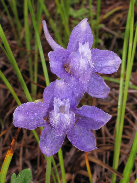 Delphinium alabamicum (Alabama larkspur) #38647