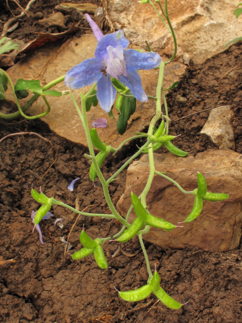 Delphinium alabamicum (Alabama larkspur) #38648