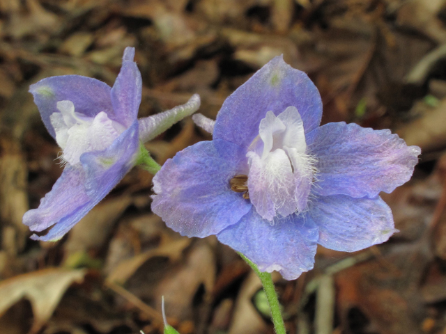 Delphinium alabamicum (Alabama larkspur) #38654