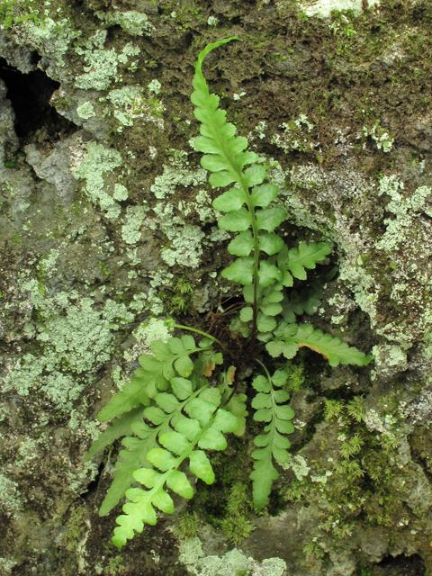 Asplenium kentuckiense (Kentucky spleenwort) #38658