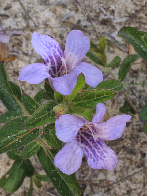 Dyschoriste oblongifolia (Oblongleaf snakeherb) #38661