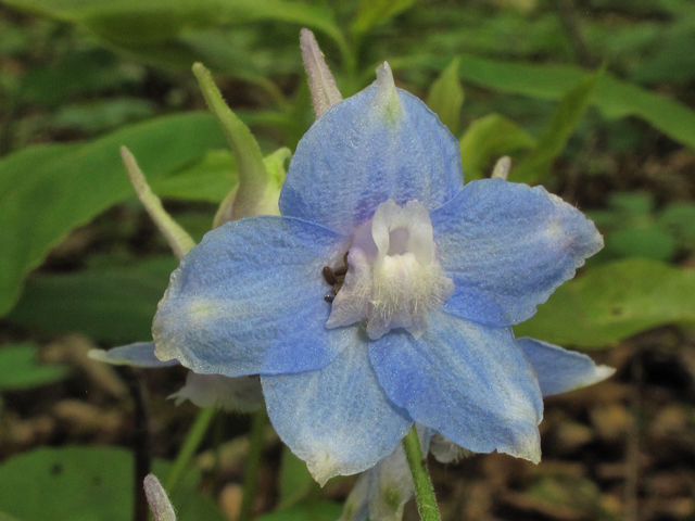 Delphinium alabamicum (Alabama larkspur) #38664