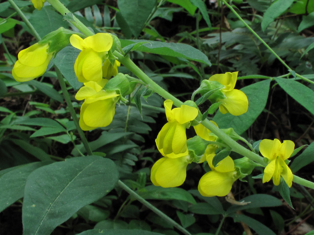 Thermopsis fraxinifolia (Ashleaf goldenbanner) #38679