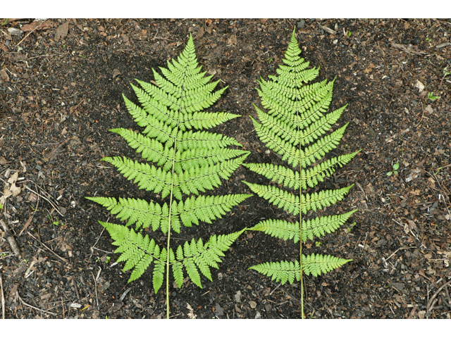 Dryopteris intermedia (Intermediate woodfern) #38699