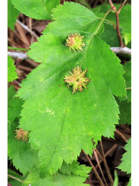 Crataegus macrosperma (Bigfruit hawthorn) #39238