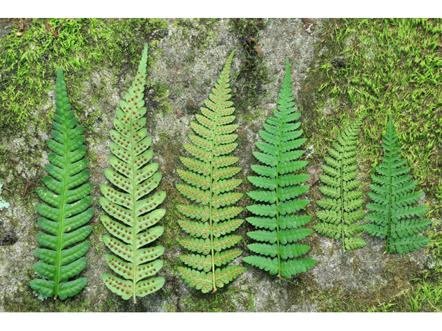 Dryopteris celsa (Log fern) #39244