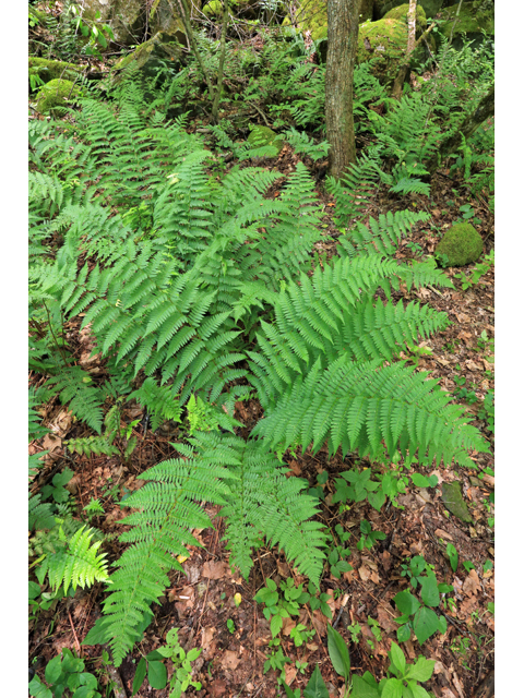 Dryopteris separabilis (Woodfern) #39248