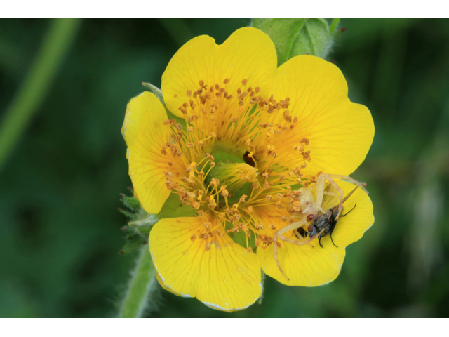 Geum radiatum (Appalachian avens) #39255