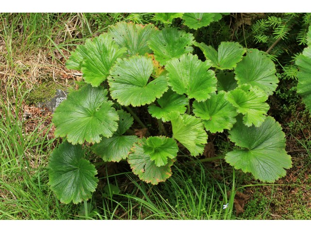 Geum radiatum (Appalachian avens) #39256