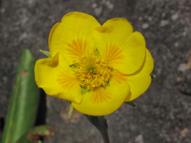 Geum radiatum (Appalachian avens) #39257