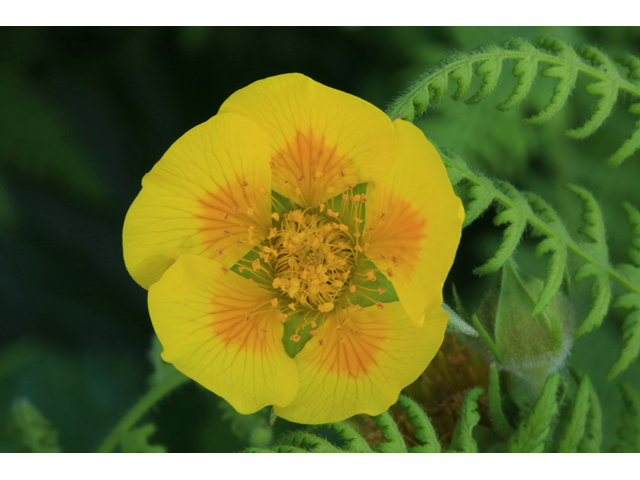 Geum radiatum (Appalachian avens) #39258