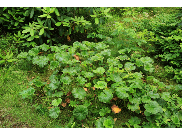 Geum radiatum (Appalachian avens) #39259