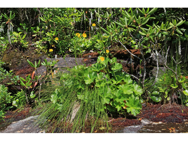 Geum radiatum (Appalachian avens) #39260