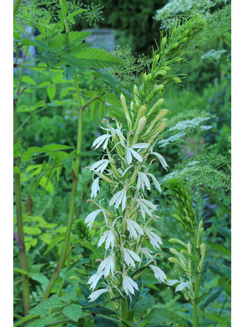 Lobelia cardinalis (Cardinal flower) #39281