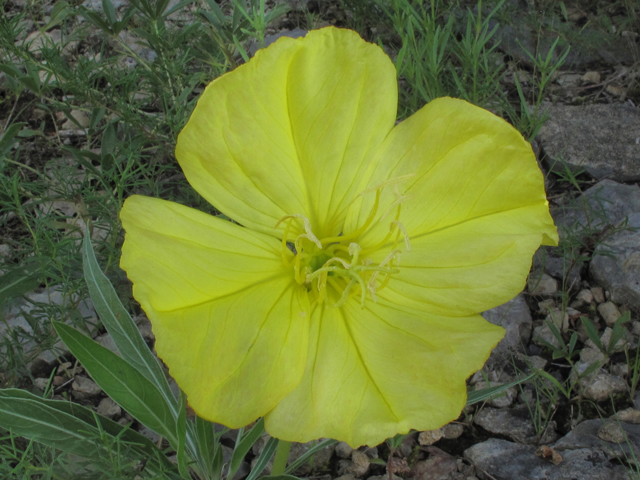 Oenothera macrocarpa ssp. macrocarpa (Bigfruit evening-primrose) #39288