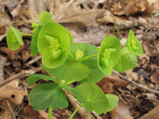 Euphorbia commutata (Wood spurge) #39328